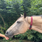 bordeaux stretch Kopie